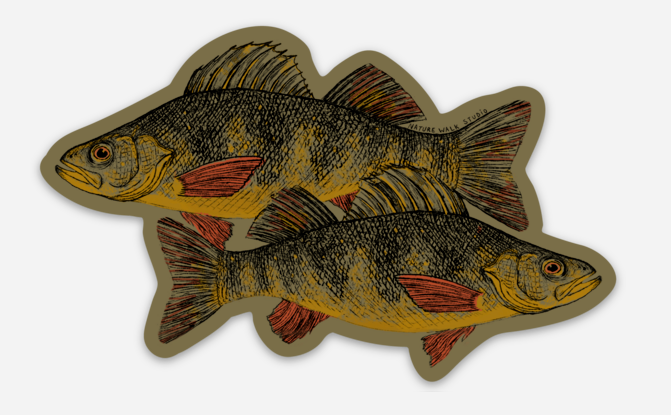 Yellow Perch Decal or Sticker by Nature Walk